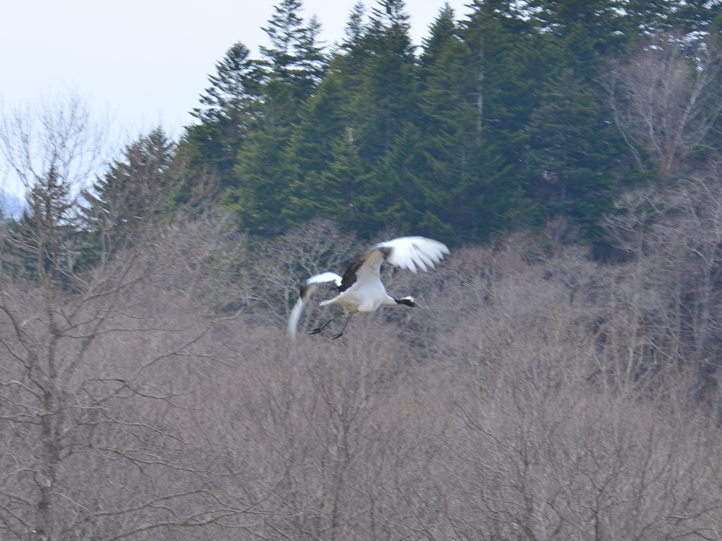 http://www.hazelgrouse.com/staff-blog/%E3%82%AB%E3%83%8C%E3%83%BC5_R.JPG