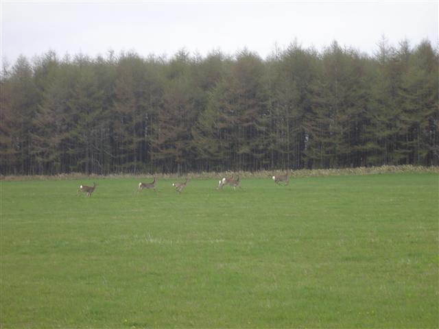 http://www.hazelgrouse.com/staff-blog/%E9%B9%BF%E3%81%AE%E5%AE%B6%E6%97%8F_R.jpg