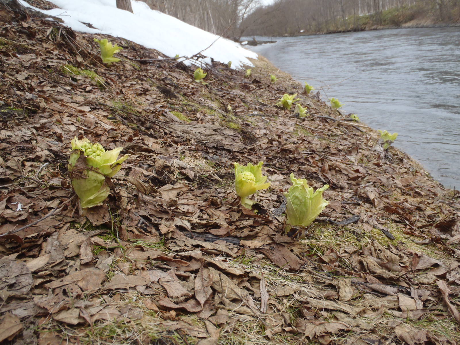 http://www.hazelgrouse.com/staff-blog/P4170154.JPG